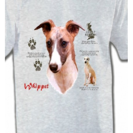 Lévrier Whippet (B)