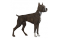 Staffordshire Bull terrier