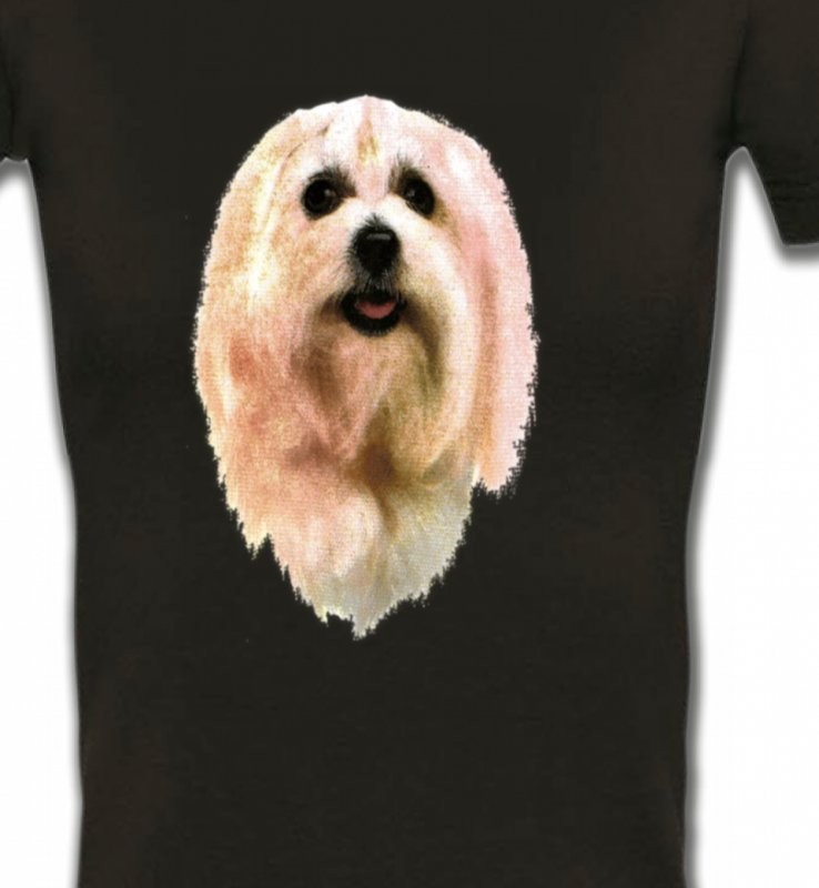 Bichon Maltais (D)