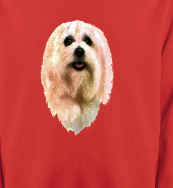 Bichon Maltais (D)