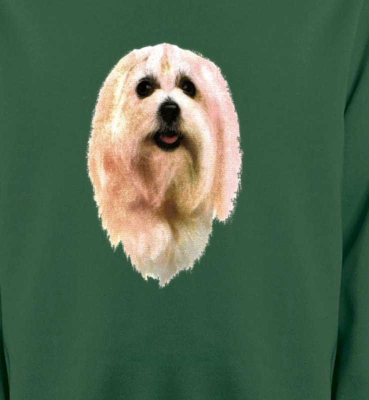 Bichon Maltais (D)