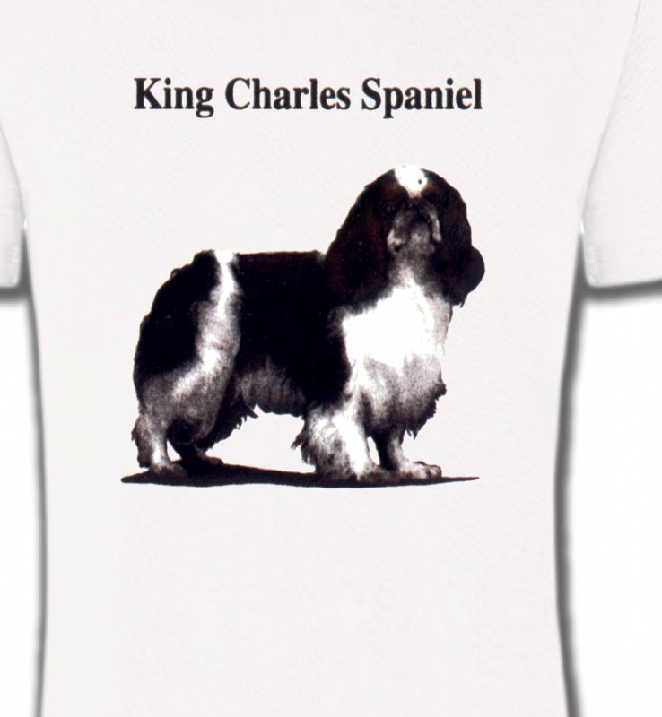 Cavalier King Charles Noir et Blanc (C)
