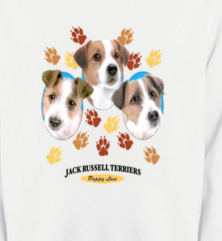 Jack Russell Terrier Chiots  (N)