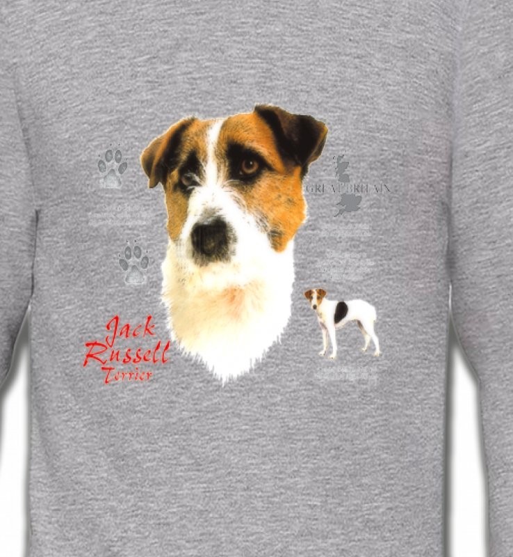 Jack Russell Terrier (C)