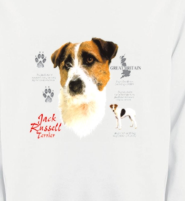 Jack Russell Terrier (C)