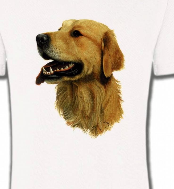 Tête de Golden Retriever (KG)