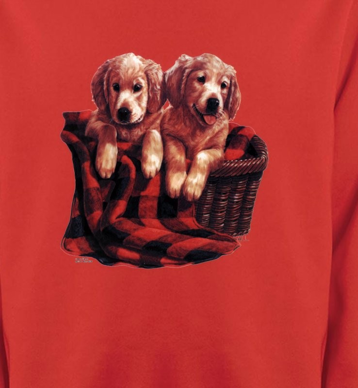 Golden Retriever Chiots (DG)