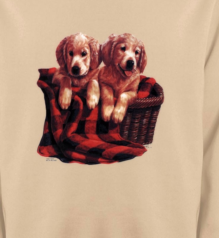 Golden Retriever Chiots (DG)