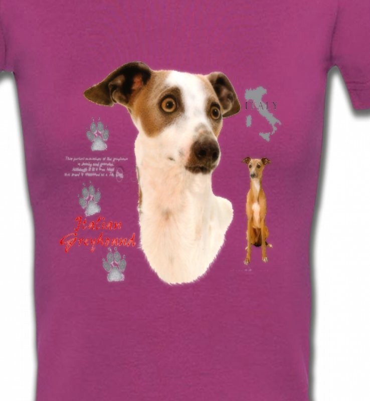 Lévrier Italien Greyhound (J)