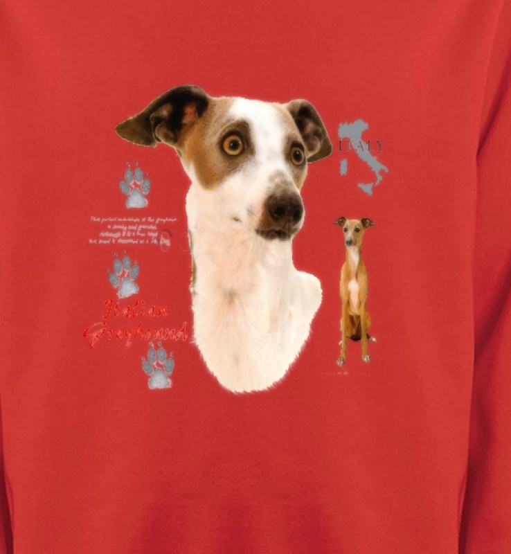 Lévrier Italien Greyhound (J)