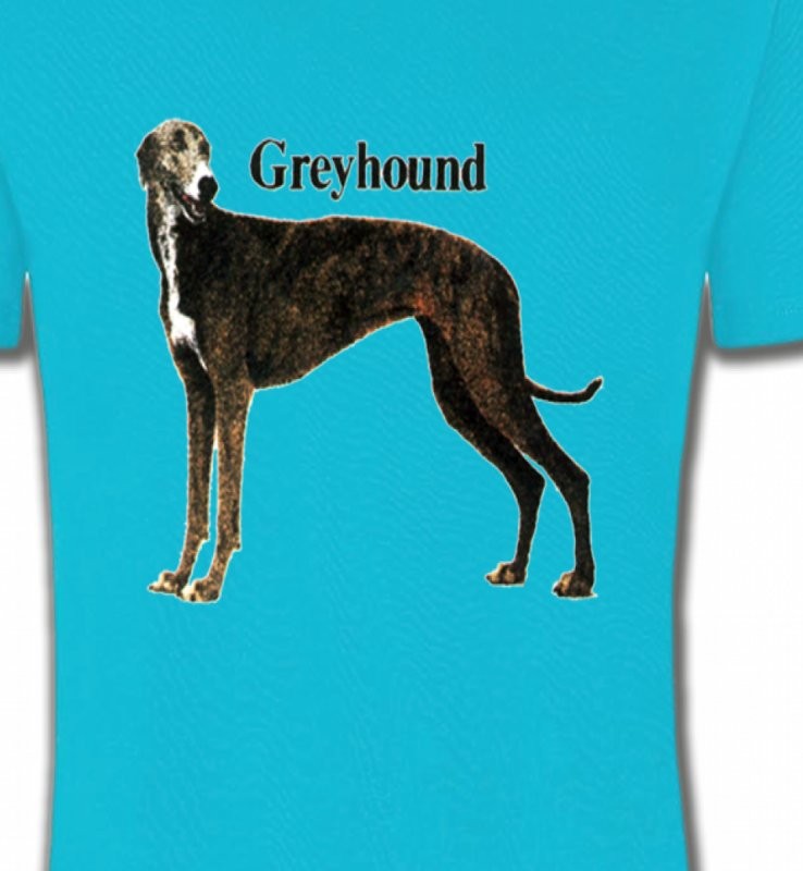 Greyhound Lévrier (H)