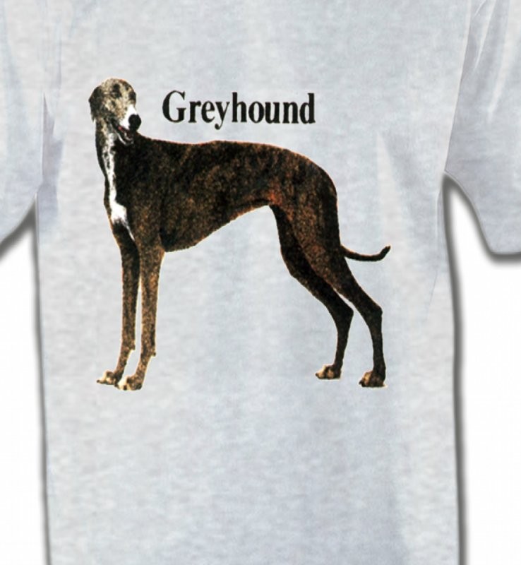 Greyhound Lévrier (H)