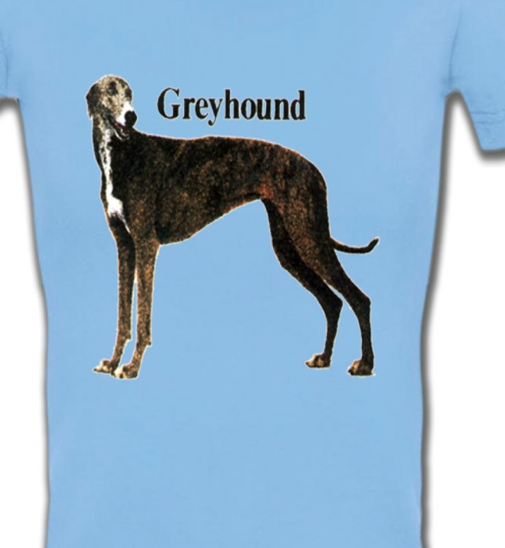 Greyhound Lévrier (H)