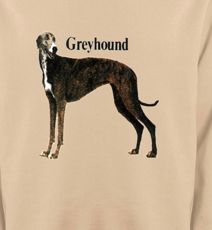 Greyhound Lévrier (H)