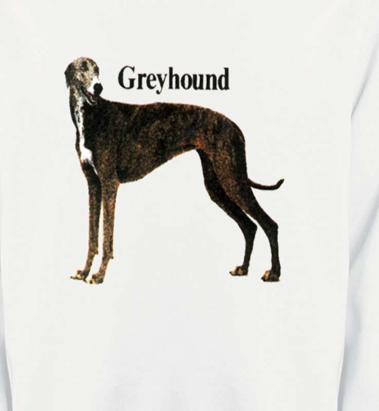 Greyhound Lévrier (H)