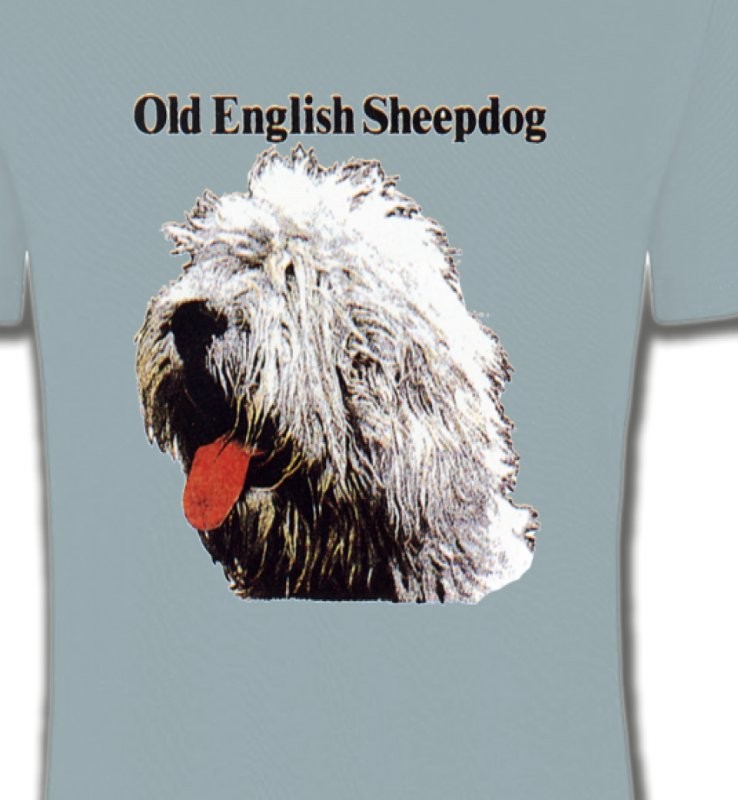 Tête de Bobtail Berger Anglais  (A)