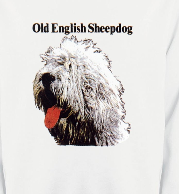Tête de Bobtail Berger Anglais  (A)