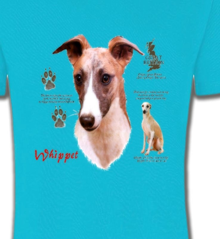 Lévrier Whippet (B)