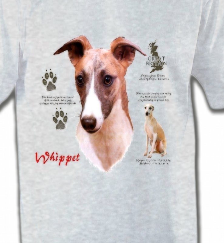 Lévrier Whippet (B)