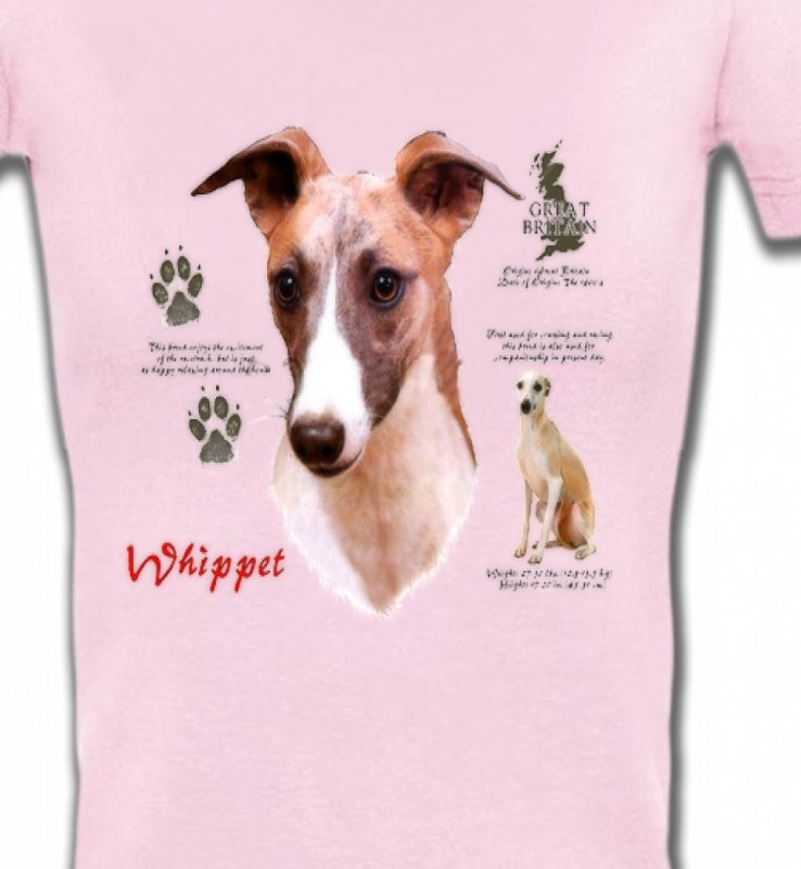 Lévrier Whippet (B)