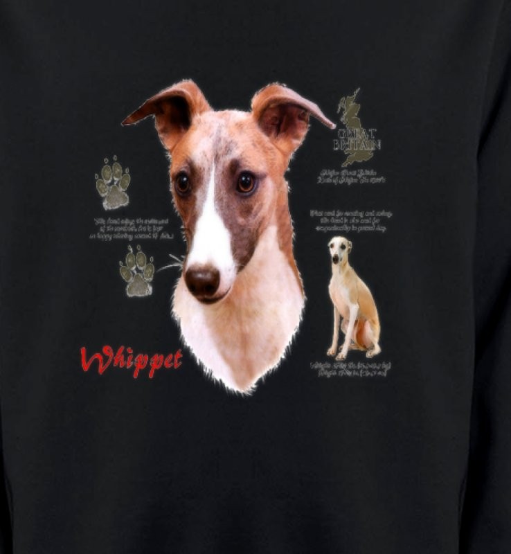 Lévrier Whippet (B)