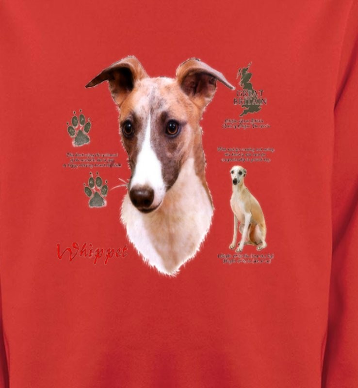 Lévrier Whippet (B)