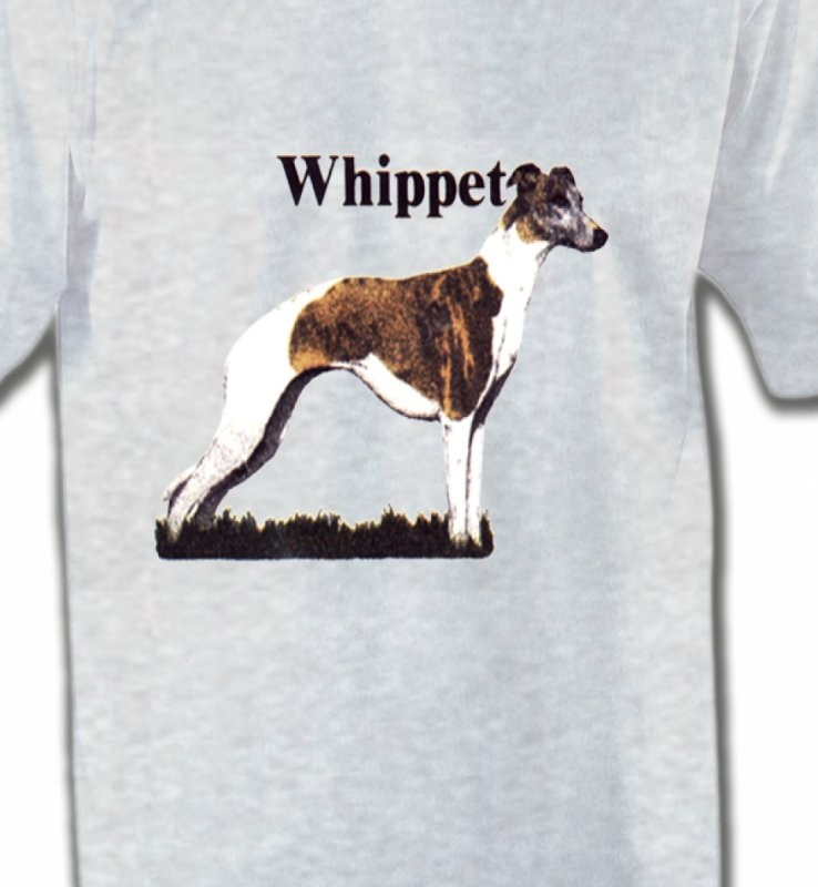 Lévrier Whippet (M)