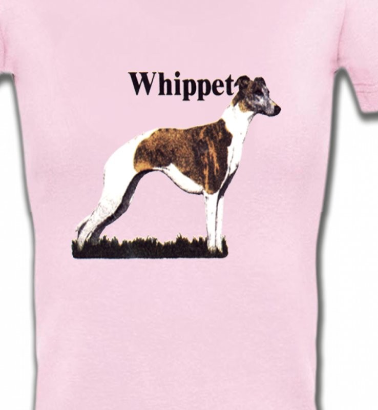 Lévrier Whippet (M)