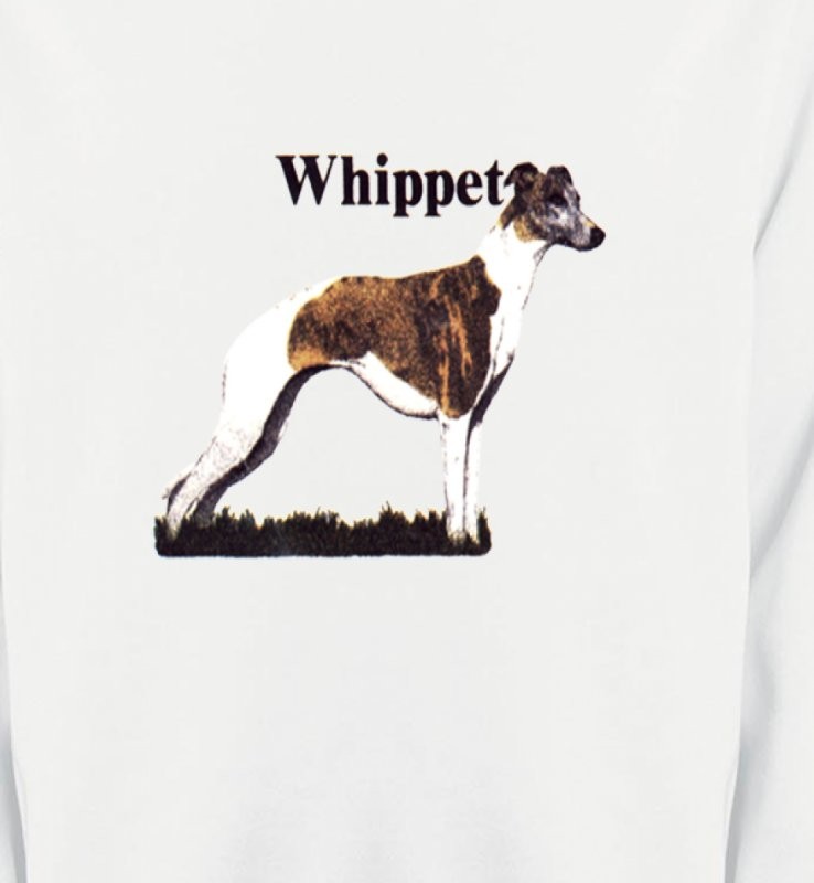 Lévrier Whippet (M)