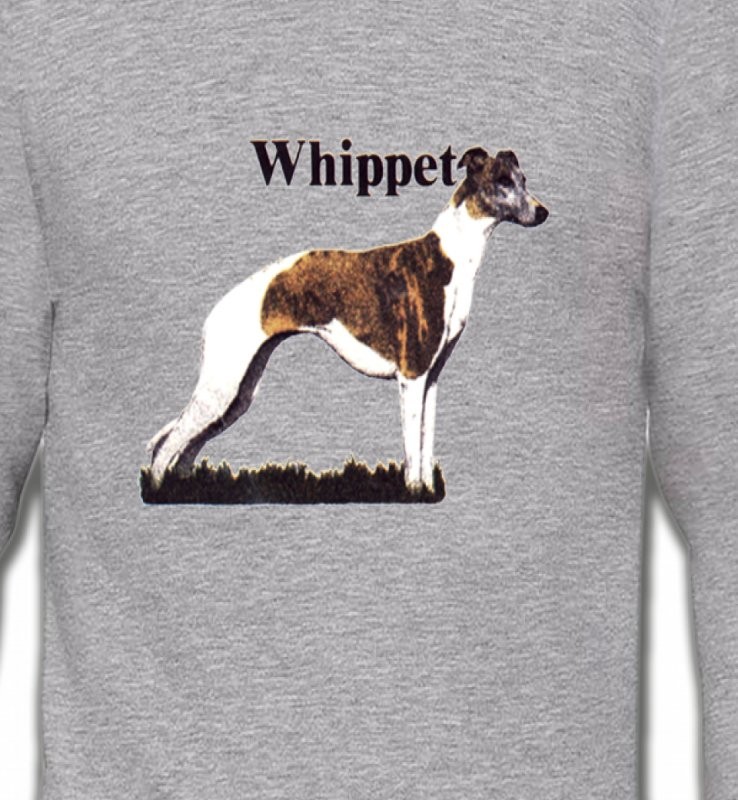 Lévrier Whippet (M)