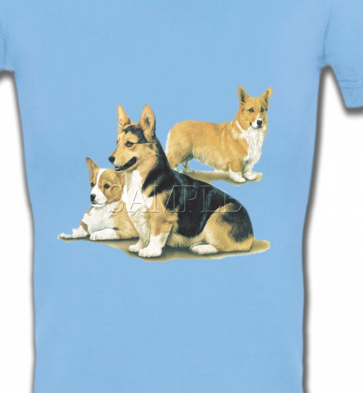 Famille Welsh Corgi (D)