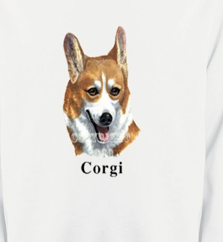 Tête de Welsh Corgi (B)