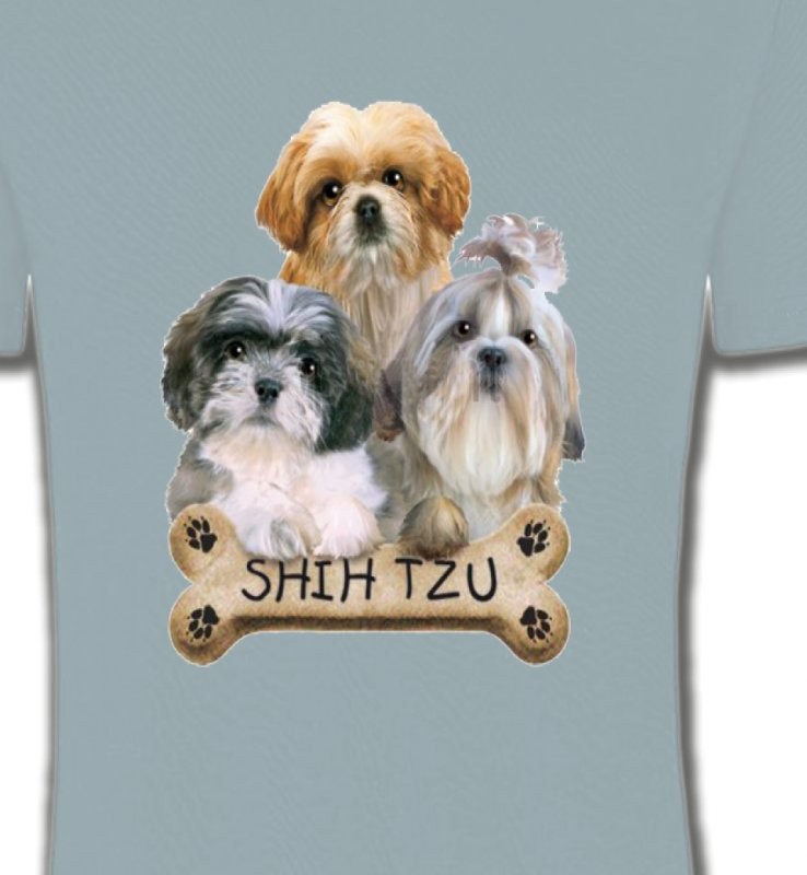 Shih Tzu Chiots (C)