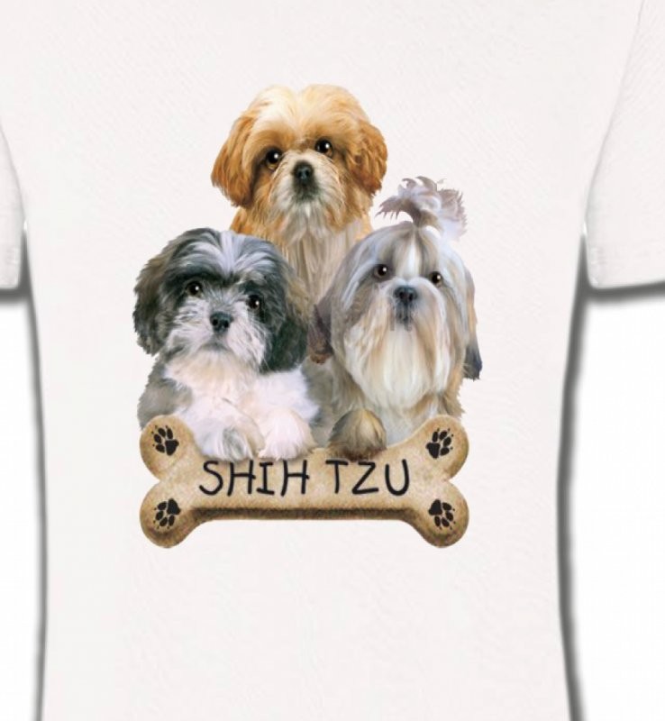 Shih Tzu Chiots (C)