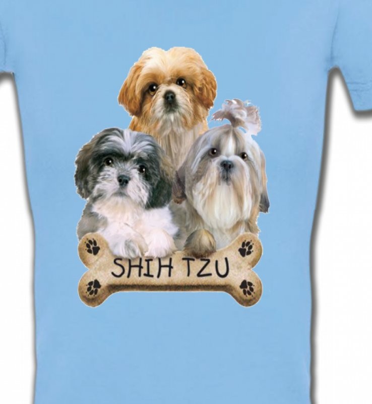 Shih Tzu Chiots (C)