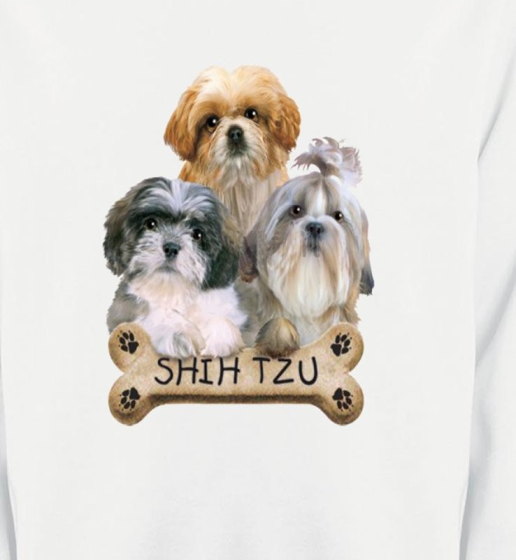 Shih Tzu Chiots (C)