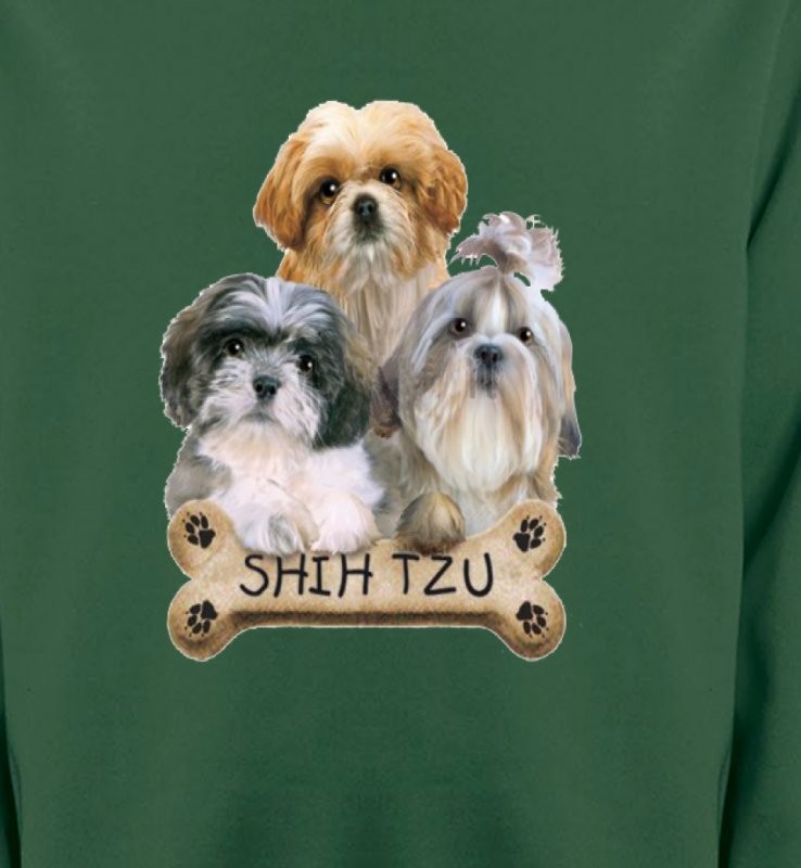 Shih Tzu Chiots (C)