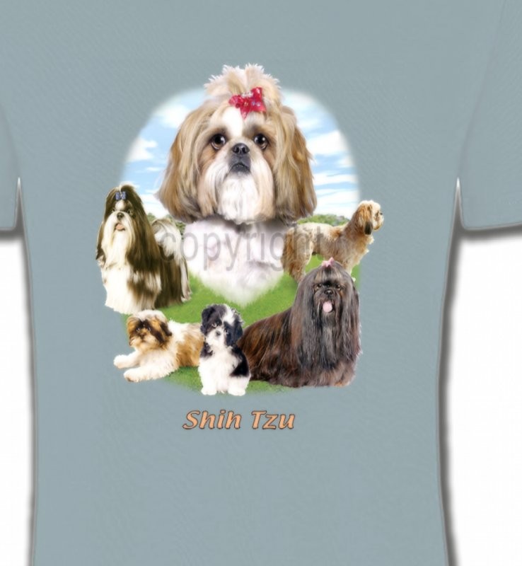 Shih Tzu paysage  (B)