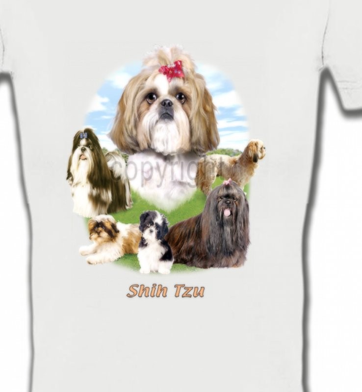 Shih Tzu paysage  (B)