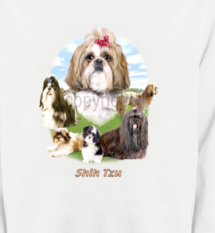 Shih Tzu paysage  (B)