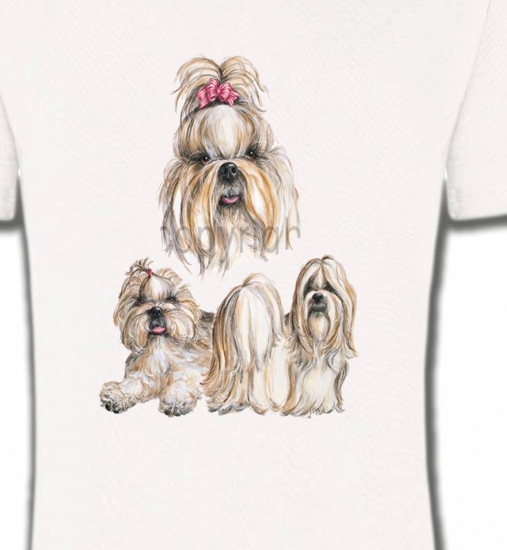 Shih Tzu (A)