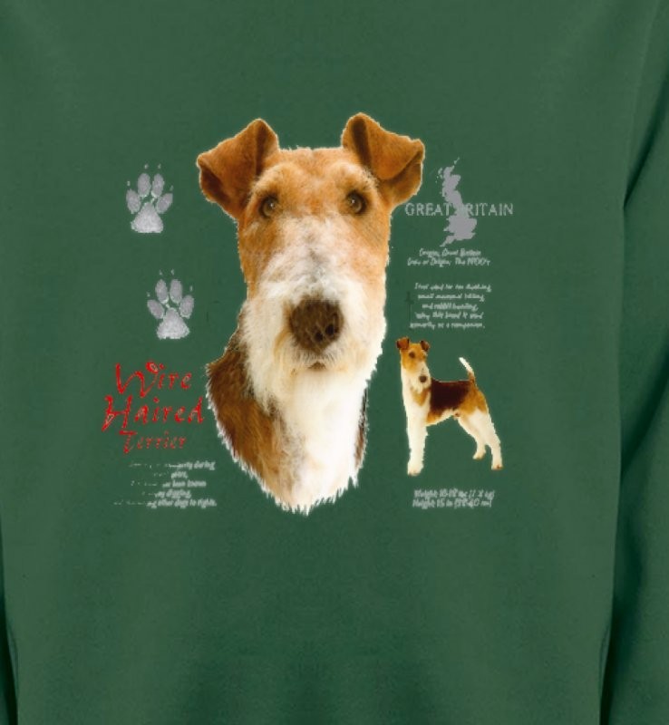 Fox Terrier (B)