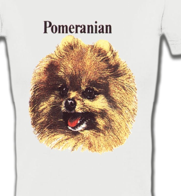 Spitz Poméranien (B)
