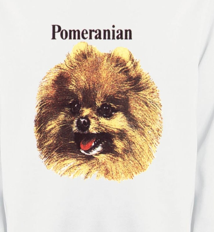Spitz Poméranien (B)