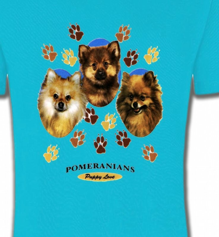 Spitz Poméranien (D)