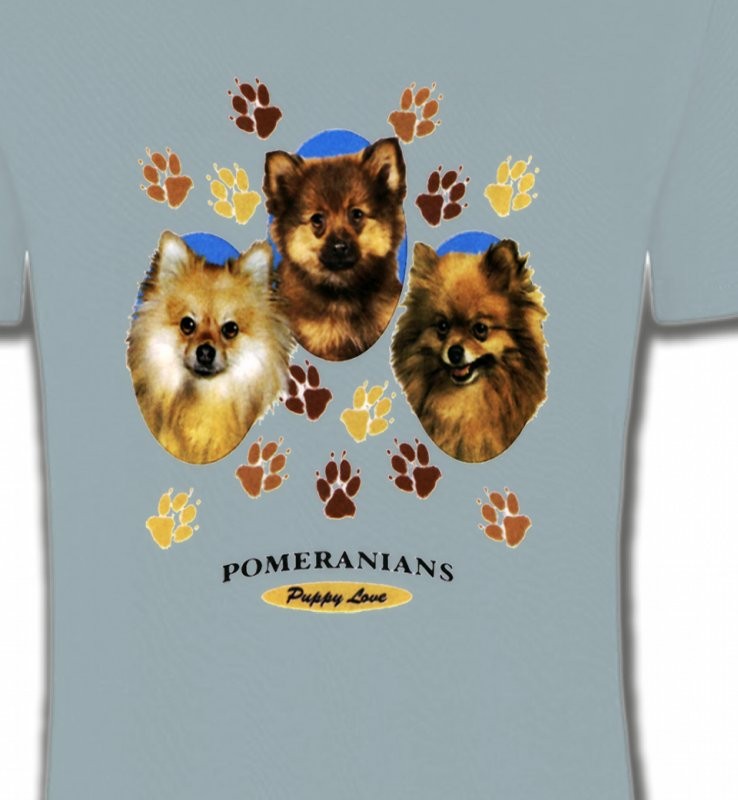 Spitz Poméranien (D)