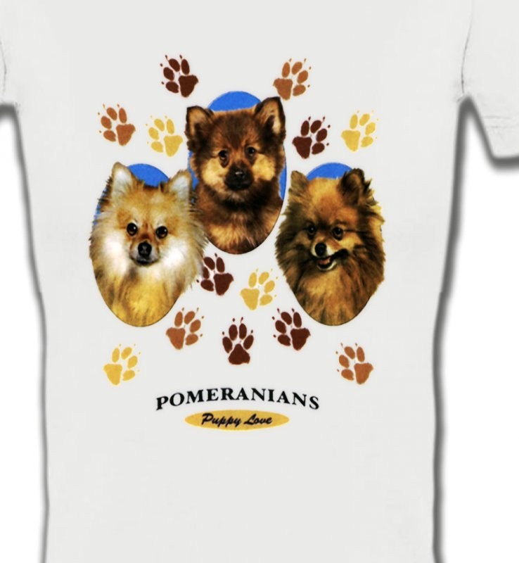 Spitz Poméranien (D)