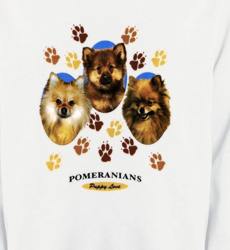 Spitz Poméranien (D)