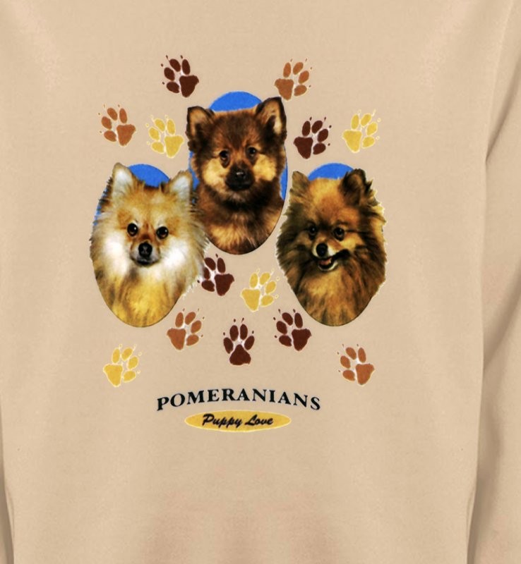 Spitz Poméranien (D)