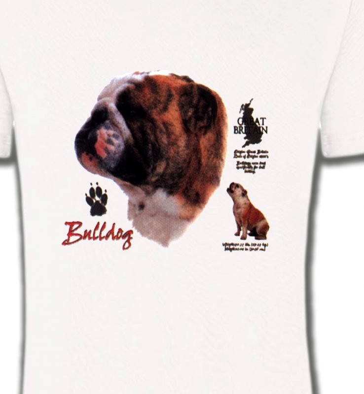 Bulldog Anglais (B)